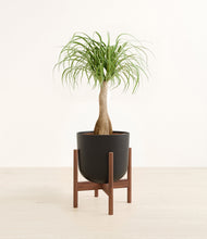 Load image into Gallery viewer, Stone Black stand:walnut
