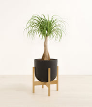 Load image into Gallery viewer, Stone Black stand:bamboo
