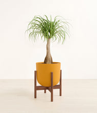 Load image into Gallery viewer, Sunset Orange stand:walnut
