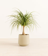 Load image into Gallery viewer, Almond Green*****Profile
