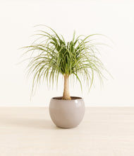 Load image into Gallery viewer, Desert Brown*****Profile
