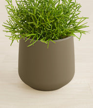 Load image into Gallery viewer, Olive stand:all
