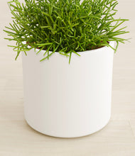 Load image into Gallery viewer, White stand:all
