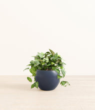 Load image into Gallery viewer, Deep Navy*****Profile
