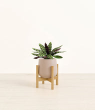 Load image into Gallery viewer, Eternal Gray stand:bamboo
