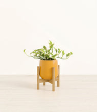Load image into Gallery viewer, Mustard stand:bamboo
