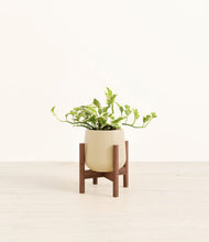 Load image into Gallery viewer, Almond Green stand:walnut
