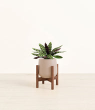 Load image into Gallery viewer, Eternal Gray stand:walnut
