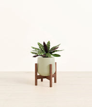 Load image into Gallery viewer, Turquoise stand:walnut
