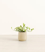 Load image into Gallery viewer, Almond Green*****Profile
