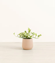 Load image into Gallery viewer, Gentle Pink*****Profile
