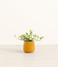 Load image into Gallery viewer, Mustard*****Profile
