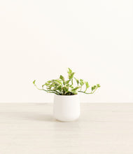 Load image into Gallery viewer, White*****Profile

