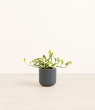 Load image into Gallery viewer, Iron Gray*****Profile
