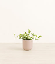 Load image into Gallery viewer, Sandy Pink*****Profile
