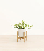 Load image into Gallery viewer, Cotton White stand:bamboo
