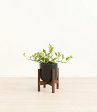Load image into Gallery viewer, Stone Black stand:walnut
