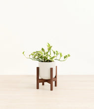 Load image into Gallery viewer, Cotton White stand:walnut
