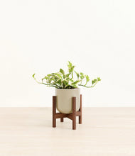 Load image into Gallery viewer, Sage Green stand:walnut
