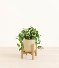 Load image into Gallery viewer, Almond Green stand:bamboo
