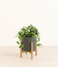 Load image into Gallery viewer, Dark Olive stand:bamboo

