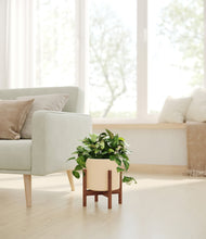 Load image into Gallery viewer, Cream stand:walnut

