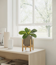 Lade das Bild in den Galerie-Viewer, Olive stand:bamboo
