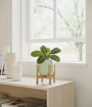 Lade das Bild in den Galerie-Viewer, Turquoise stand:bamboo

