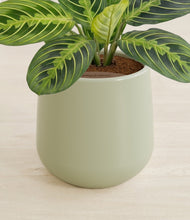 Lade das Bild in den Galerie-Viewer, Turquoise stand:all
