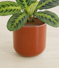 Lade das Bild in den Galerie-Viewer, Glossy Red stand:all

