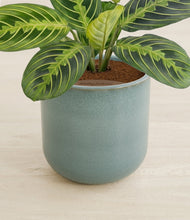 Lade das Bild in den Galerie-Viewer, Reactive Aqua stand:all
