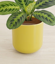 Lade das Bild in den Galerie-Viewer, Key Lime Yellow stand:all
