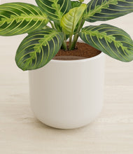 Lade das Bild in den Galerie-Viewer, Cotton White stand:all
