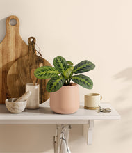 Lade das Bild in den Galerie-Viewer, Gentle Pink
