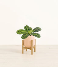 Lade das Bild in den Galerie-Viewer, Gentle Pink stand:bamboo
