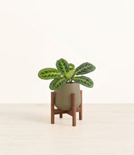 Lade das Bild in den Galerie-Viewer, Olive stand:walnut
