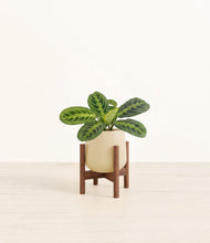 Lade das Bild in den Galerie-Viewer, Almond Green stand:walnut
