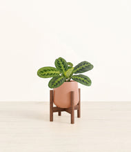 Lade das Bild in den Galerie-Viewer, Calm Rose stand:walnut
