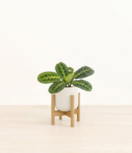 Lade das Bild in den Galerie-Viewer, Cotton White stand:bamboo
