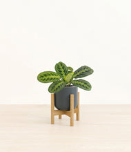 Lade das Bild in den Galerie-Viewer, Iron Gray stand:bamboo
