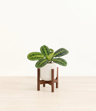Lade das Bild in den Galerie-Viewer, Cotton White stand:walnut
