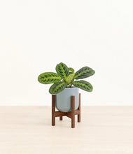 Lade das Bild in den Galerie-Viewer, Misty Blue stand:walnut

