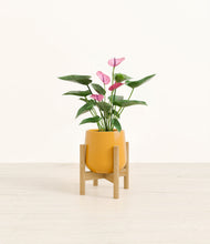Load image into Gallery viewer, Mustard stand:bamboo
