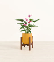 Load image into Gallery viewer, Mustard stand:walnut
