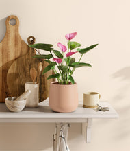 Load image into Gallery viewer, Gentle Pink
