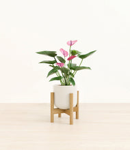 Lade das Bild in den Galerie-Viewer, Cotton White stand:bamboo
