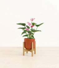 Lade das Bild in den Galerie-Viewer, Glossy Red stand:bamboo
