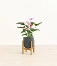 Lade das Bild in den Galerie-Viewer, Iron Gray stand:bamboo
