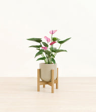 Lade das Bild in den Galerie-Viewer, Sage Green stand:bamboo
