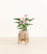 Lade das Bild in den Galerie-Viewer, Sandy Pink stand:bamboo

